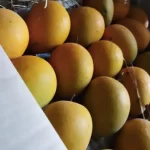 Mango 2