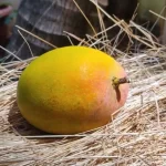 Mango 1