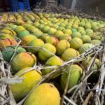 mango 5