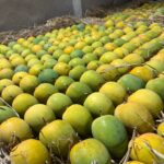 mango 4
