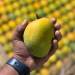mango 3